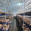 은하농장 이미지