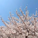벚꽃역 | [진해 군항제] 경화역 벚꽃 낮·밤 후기 + 카페 경화역 융단라떼 솔직리뷰