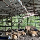 행복한사슴농장 이미지