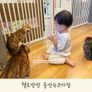 울산 뉴코아아울렛 키즈카페 헬로방방에서 뱅갈고양이를 만났어요
