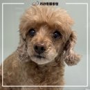 리라동물병원 이미지