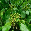 금원산 자연휴양림 이미지