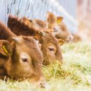 신영목장 이미지