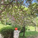 피자스쿨한울마을점 | [파주 주말 데이트] 겹벚꽃 명소 한울 공원 산책 후기