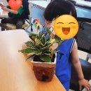 반려식물 원예화분 공예 이미지