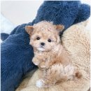 마마스미독 강아지 분양 김해점 이미지