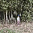 초록숲 | 유채꽃 대나무숲 포토존 후기 노란 꽃과 초록 대나무의 감성 조합