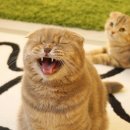 캣틀리에 이미지