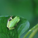 청개구리 이미지