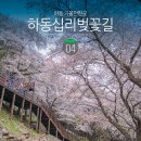 하동중학교 | 하동 벚꽃 십리벚꽃길 꽃비 내려요!