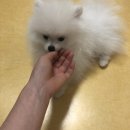 배츄밭