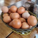 제주돌삼겹 | [제주시/맛집] 제주시 한 끼 식사하기 좋은 밥집 모이세 해장국, 덤장 돌 삼겹 (찐 후기)