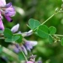 싸리나무차 이미지