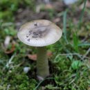 회색주름광대버섯 이미지