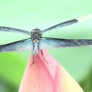 맥도생태공원 이미지