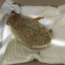 분당 아마존 동물병원 이미지