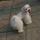 카사노바 에리켄넬 이미지