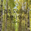 세류1리 마을회관 | 가을 감성 가득한 경주 도리마을 은행나무숲 실시간 후기 (2025.11.4 방문)