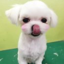 아지케어 이미지