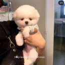 보성애견 이미지