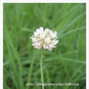 클로버(CLOVER) 이미지