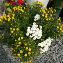 마산면사무소 앞 이미지