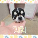 치치 - 춘천시 효자동 | 치치