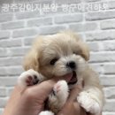 짱구애견하우스 이미지