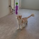 미미캣살롱&고양이호텔 이미지