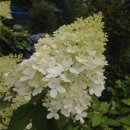 꽃순이농장 이미지