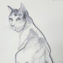 어반스케치 Daum카페