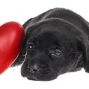 24시해든동물메디컬센터 이미지