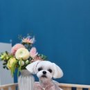 마실오개 이미지