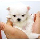아이이뻐라