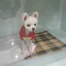 두리종합동물병원 네이버블로그