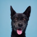 조형선외과동물병원 이미지