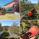 사과나무공인중개사사무소 이미지