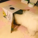 GS25 보문역점 | GS25 편의점 머스크메론 후기!