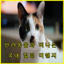 도그보니타 | 반려동물과 떠나는 국내 힐링 여행지