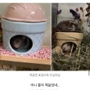 차칸초밥 | 외근도 갔다가 햄스터도 보고 이것도 저것도 다하는 나