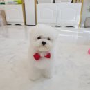 어스펫(US-pet) 네이버블로그