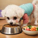 신선식 | 사료와 신선식, 나와 강아지 낭만이를 위한 가장 현명한 선택은