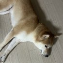 휴먼플러스 | 강아지 영양제 추천: 임비타 오메가3.6플러스, 이뮨플러스 구매 후기