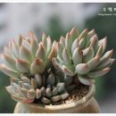 바이여미