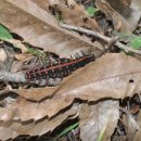 나비 애벌레들-암끝, 청띠신선, 남방제비나비애벌레 이미지