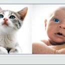 바람난강아지 이미지