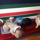 까네지노 이미지