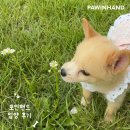 군산시-00525 | 포인핸드 입양후기[❤️입양후기❤️] 1927.호떡