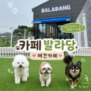 황어로 | 인천 애견카페 추천! 넓은 운동장 애견카페 발라당 방문 후기