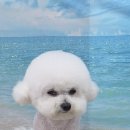 펫아지트 이미지